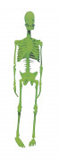 Phosphoreszierendes Skelett, Halloweendekoration.