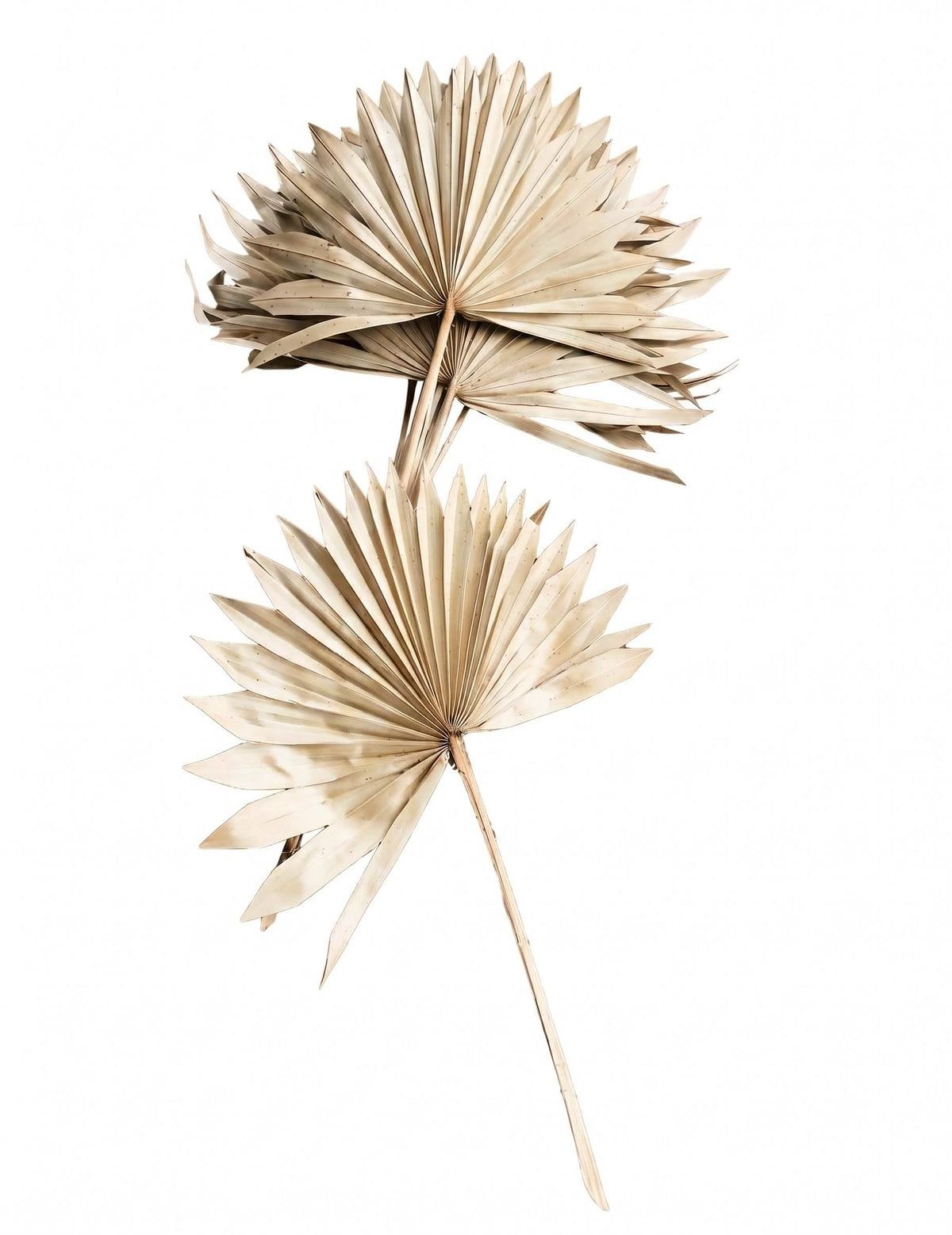 10 weiße Palmblätter 55 cm tropische Dekoration