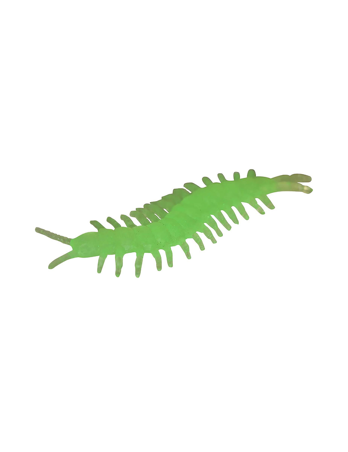 Gros plan sur un exemplaire du mille pattes phosphorescent pour Halloween