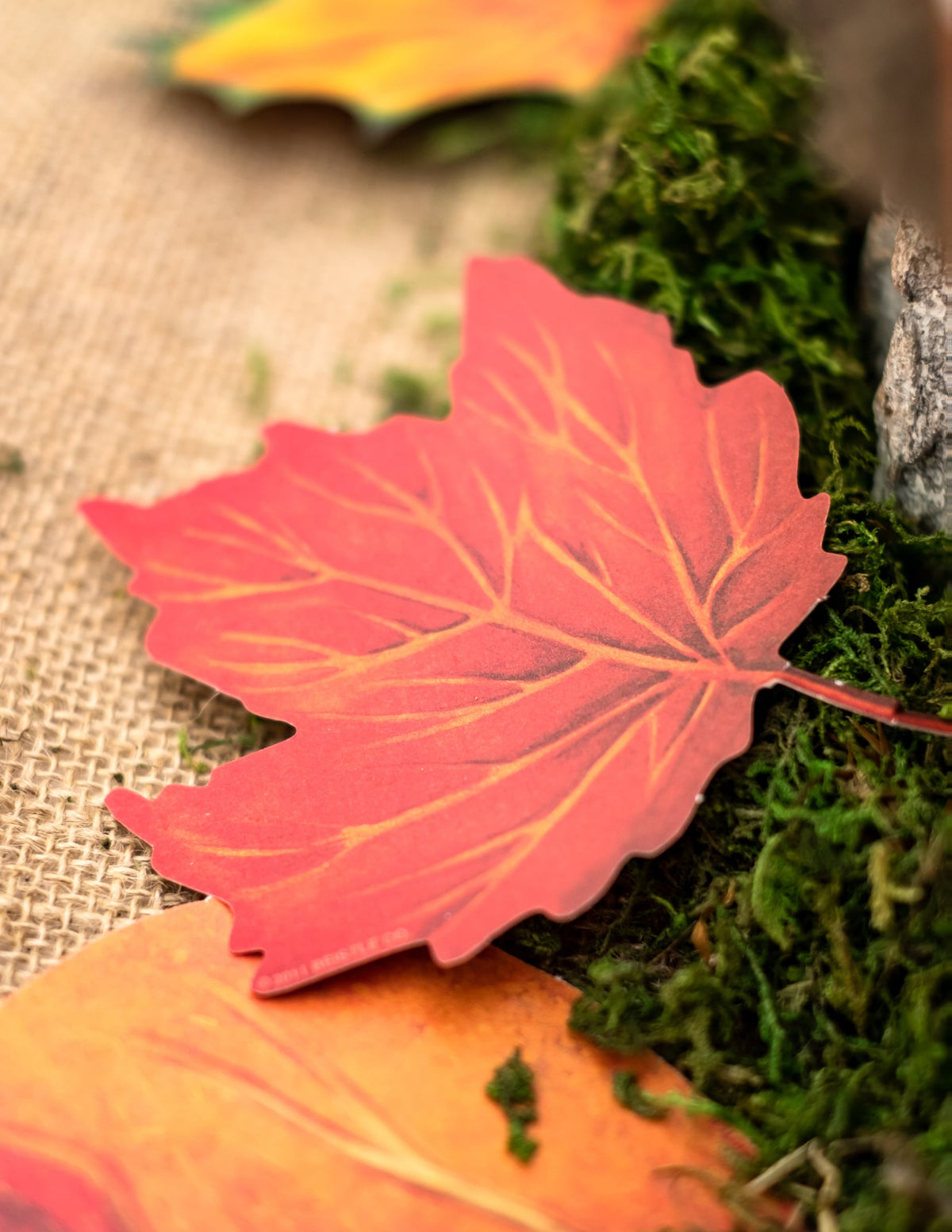Détail d'une feuille rouge sur de la mousse de l'assortiment de 11 feuilles d'automne en carton