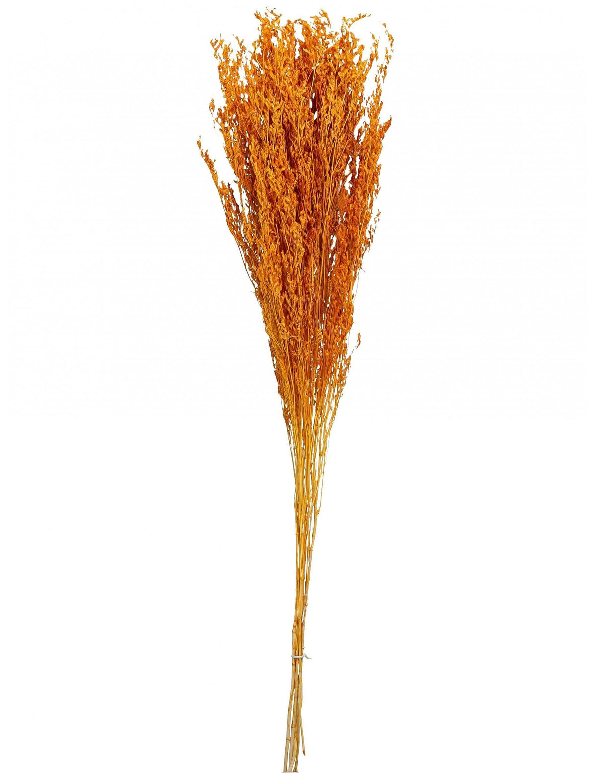 Bouquet de broom séché terracotta pour décoration de fête orange