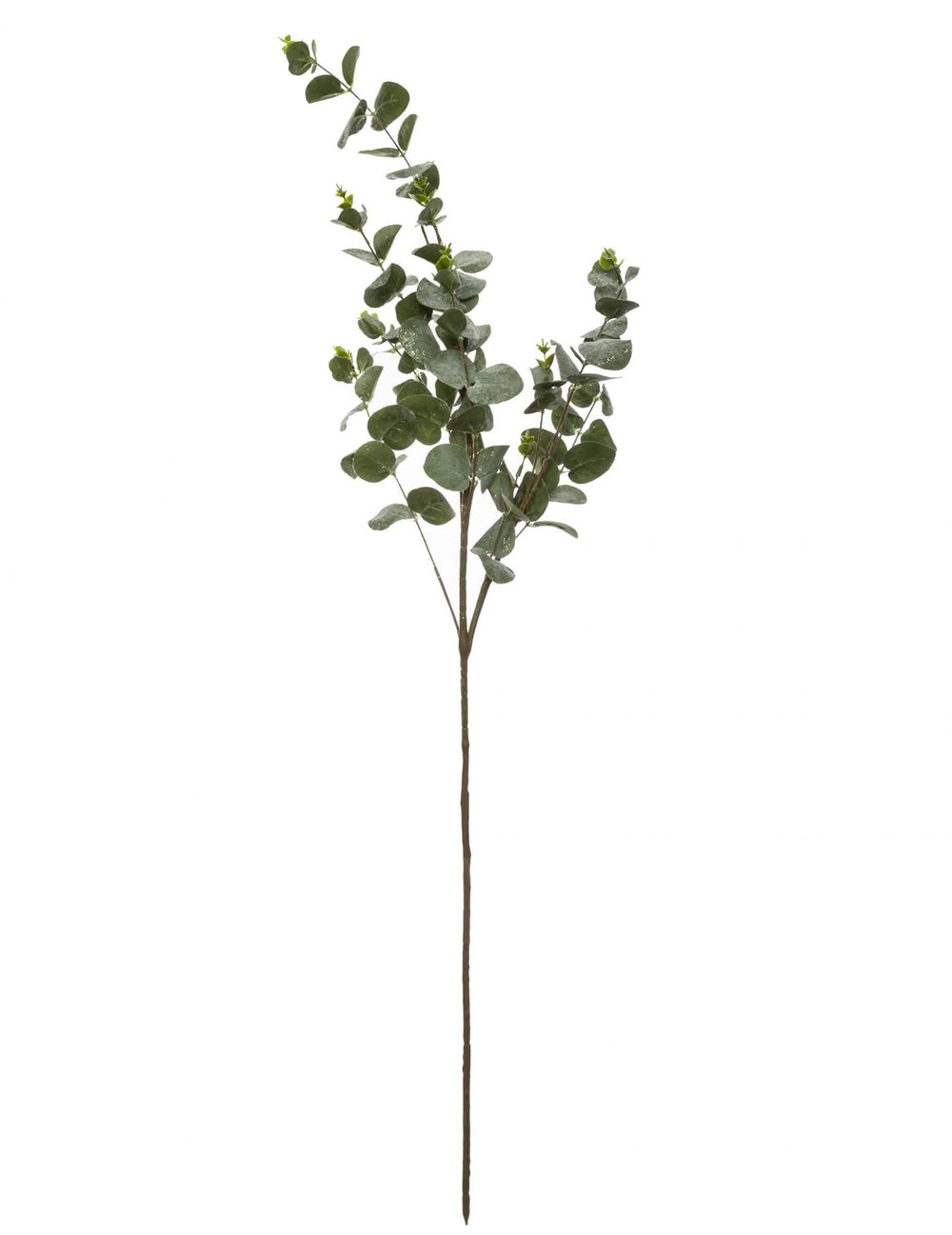Branche d'eucalyptus décoration naturelle verte