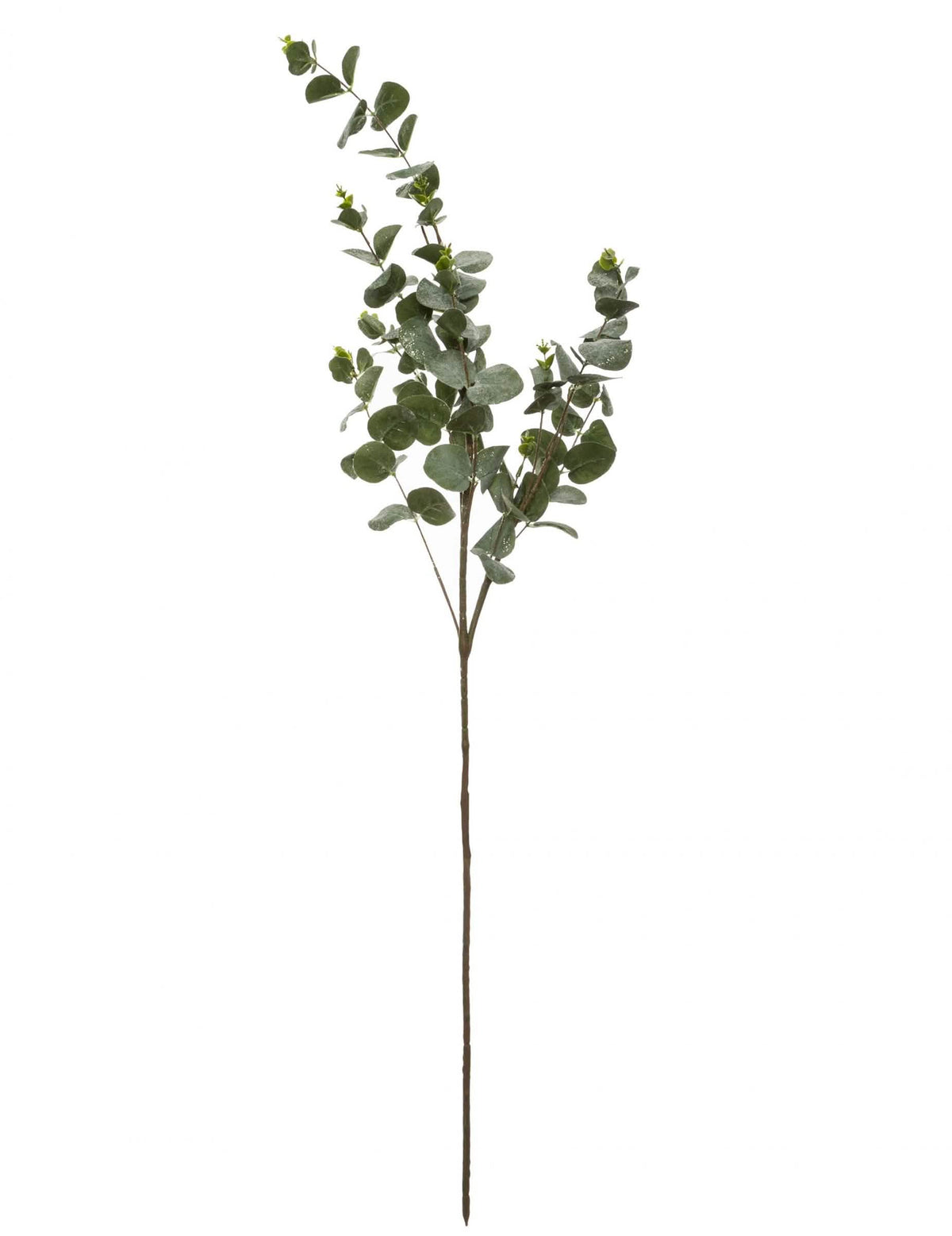 Branche d'eucalyptus décoration naturelle verte