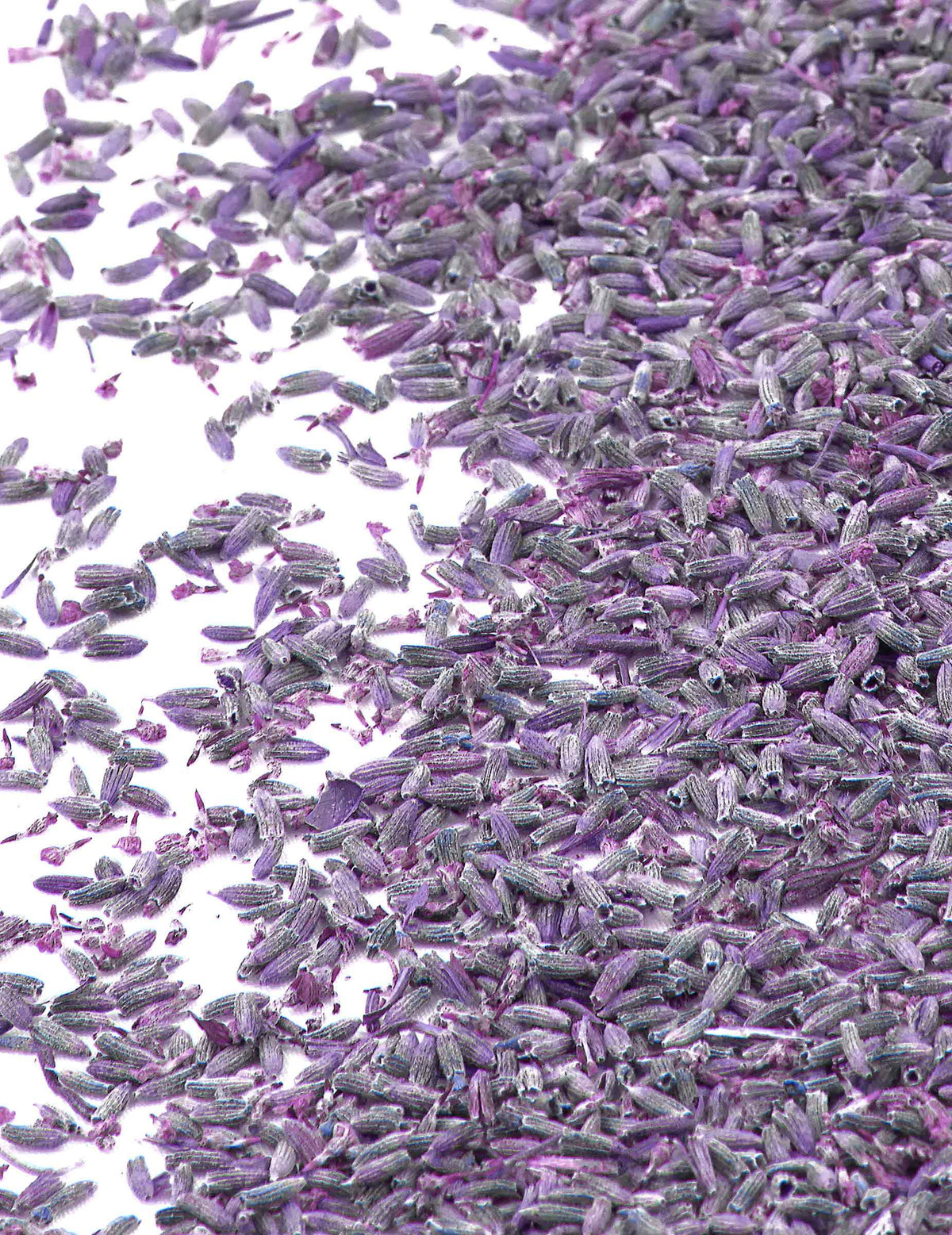 Natürliche violette Lavendelblumen für die Hochzeit